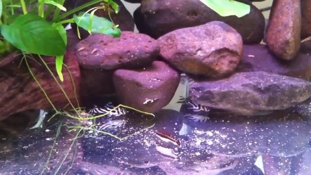 L46 Fry Xingu Biotop (1) смотреть онлайн