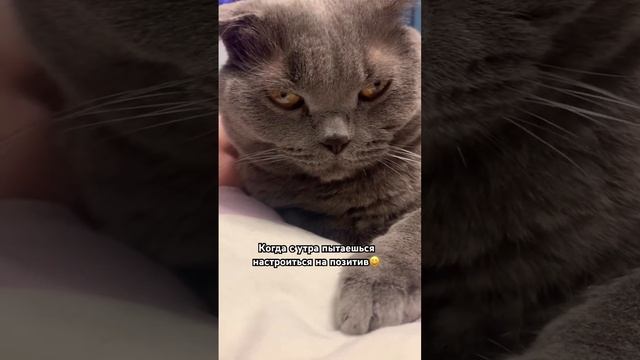 ❗️НЕТ ПЛОХИХ ЛЮДЕЙ #вислоухие #шотландец смотреть онлайн