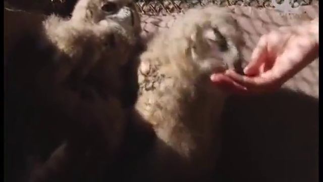 Включение. Роев ручей смотреть онлайн