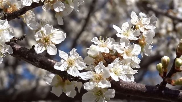 Beautiful native American Plum Tree a great substitute for invasive Bradford Pear смотреть онлайн