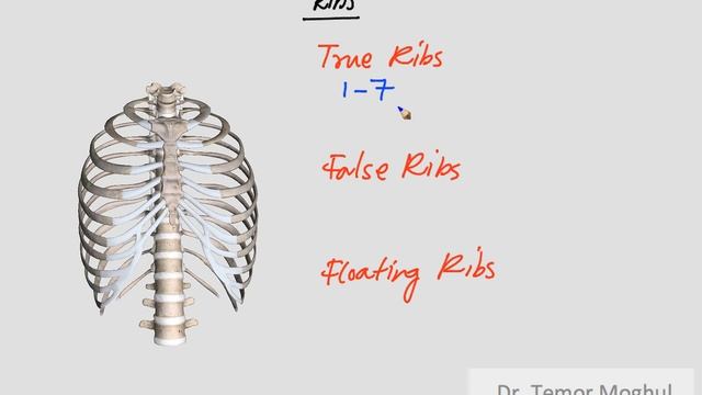 Thorax - Thoracic Cage смотреть онлайн