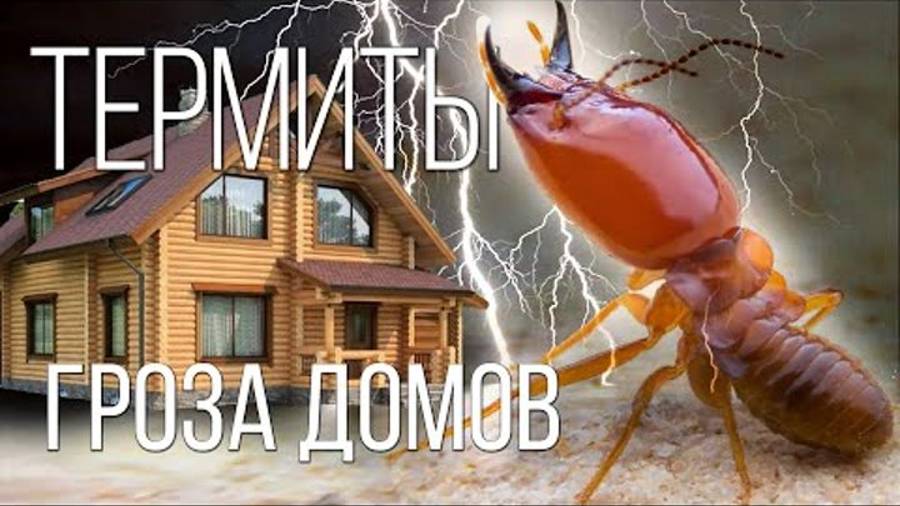 ТЕРМИТЫ: ЭТО ВАМ НЕ МУРАВЬИ! | Интересные факты о термитах и насекомых смотреть онлайн