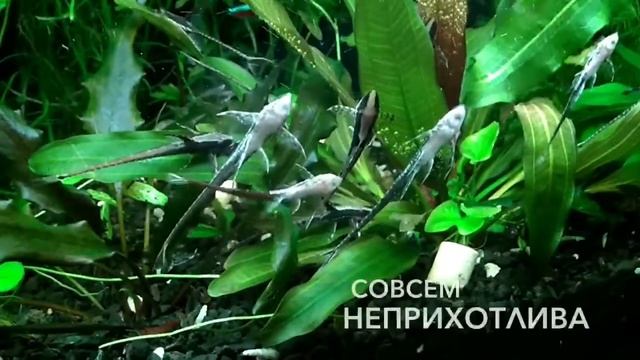 Стурисома смотреть онлайн