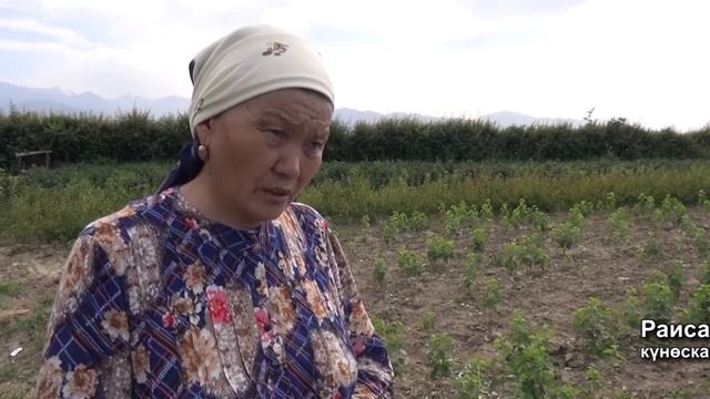 Спецреп Карагат Фест на кыргызском языке 6 мин 35 сек смотреть онлайн