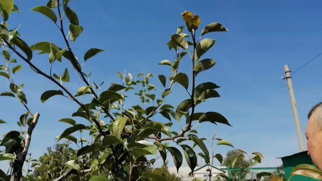 Обрезка Груши Летом/Как Обрезать Грушу/Сроки Обрезки/Способ Держать Дерево Компактным/(0+) смотреть онлайн