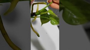 Укоренение антуриума в воде. Наблюдаем динамику развития растений и корневой системы за две недели.