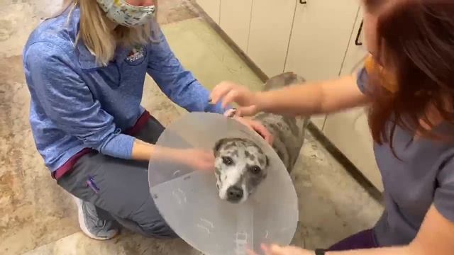How to Put an Elizabethan Collar (Cone) on a Dog смотреть онлайн