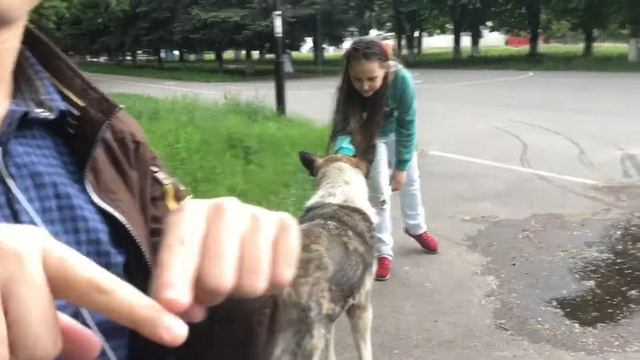 VLOG 20.05.2017 : успешный пёс