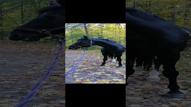 VID_20241012_160144 смотреть онлайн