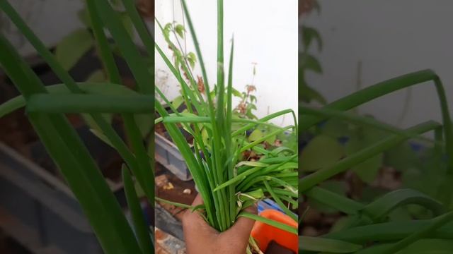 Easy Steps to grow SpringOnions 🧅🪴 #balconygardentip #springonionsteps #plants смотреть онлайн