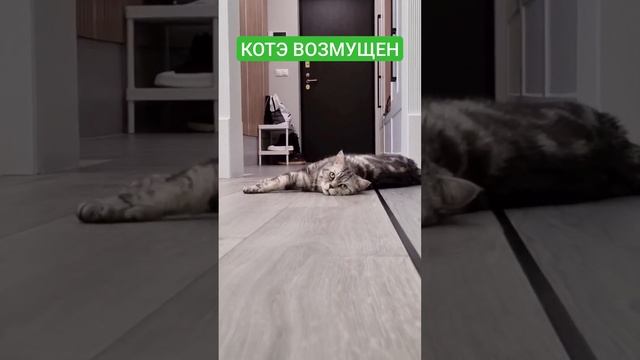 Котэ напрегся слегка смотреть онлайн