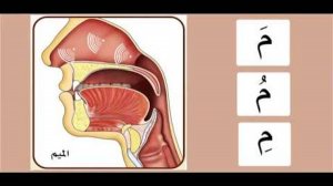 Буква (Мим - م)