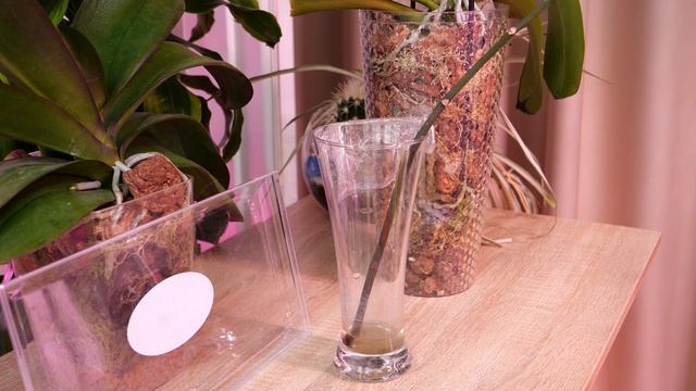 Купила цветонос за 1200 руб. Бабочка погибла. 😞 Буду клонировать орхидею. смотреть онлайн