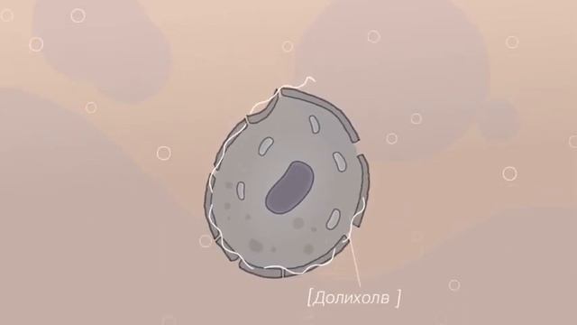 Tayga8 - хвойный концентрат энергии смотреть онлайн