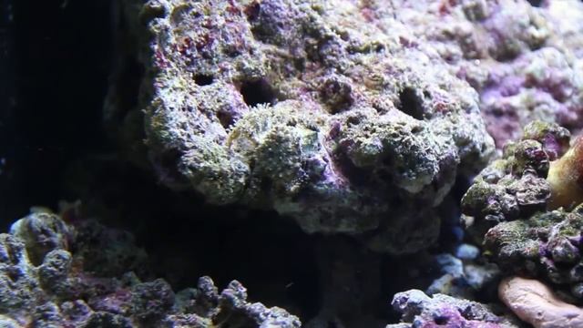 Sera Marin Biotop Cube 130: Projekt Meerwasseraquarium gescheitert! смотреть онлайн