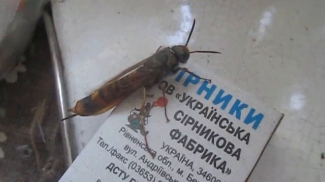 Рогохвост большой (Urocerus gigas) смотреть онлайн