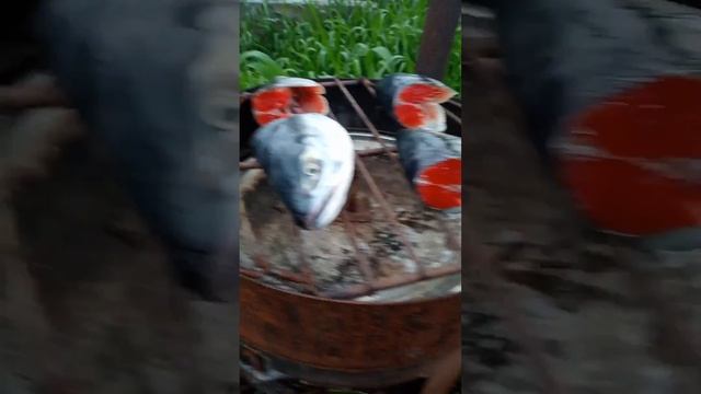 Scientific Soulmates