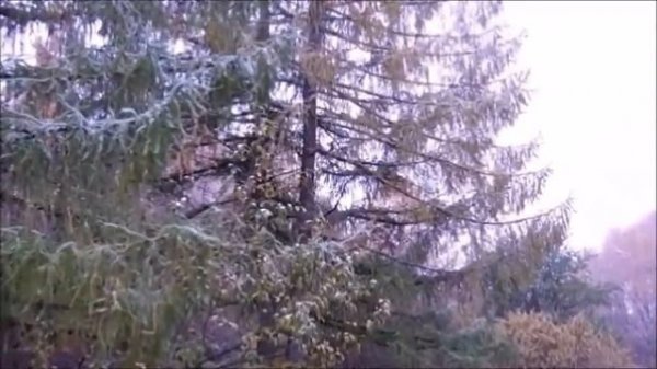 Желтоглазая осень