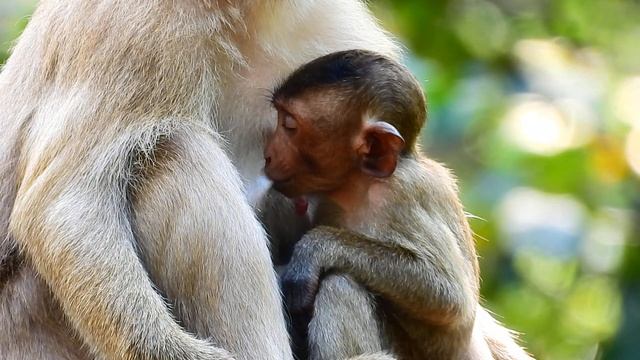 TRY FAST NOT WAIT DRINK MILK WITH MOM ROSE COS AFRAID ROSE HIT AND STOP MILK HIM.