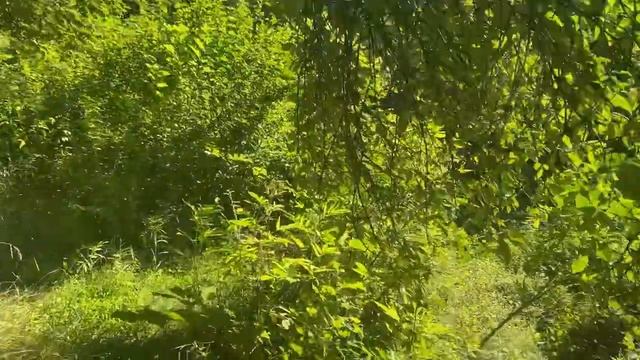 Утренний ритуал прогулка в лесу смотреть онлайн