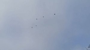 Мелитопольские голуби. Голубятники или голубеводы.