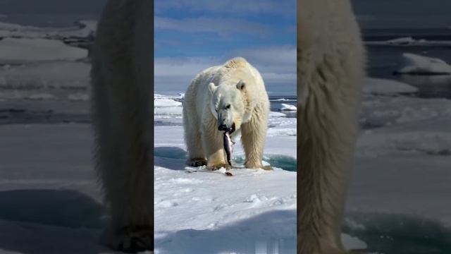 Northern bear. смотреть онлайн