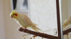 Попугай корелла танцует поет