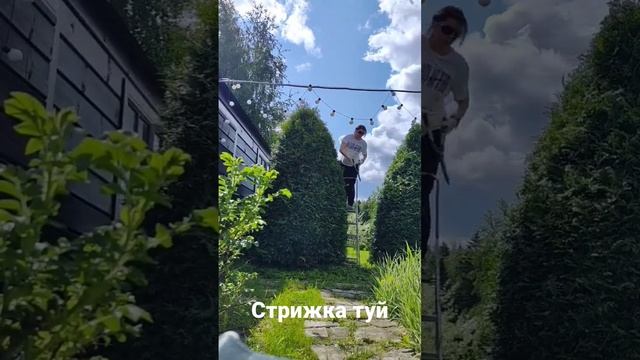 Стригу туи для более плотной кроны. смотреть онлайн