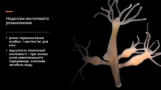 Розмноження тварин та його значення смотреть онлайн