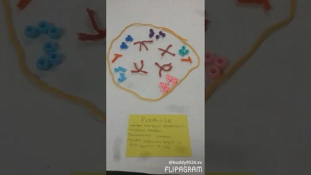 The Cell Cycle by Sydney Vargas & Elias Cervantez смотреть онлайн