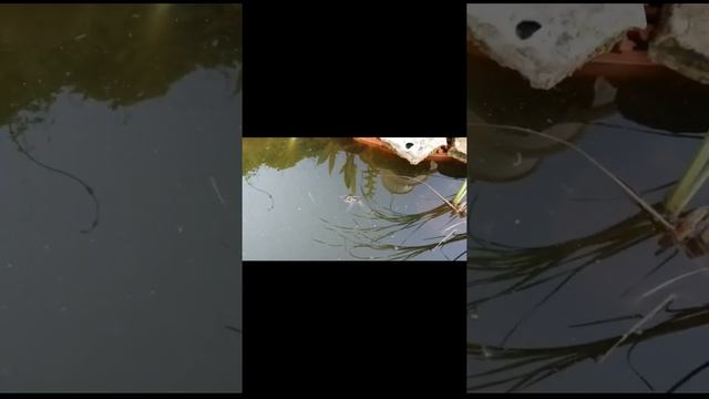 Лягушка в Дачном Прудике #shorts смотреть онлайн