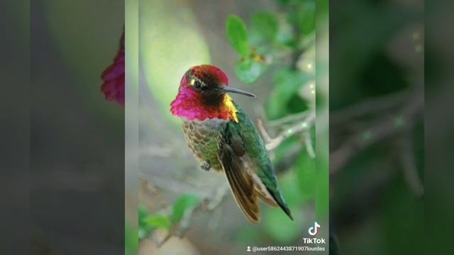 Música Relajante-Bellas imágenes-Naturaleza | Flor 🌼 dé Loto🌊🐬 смотреть онлайн