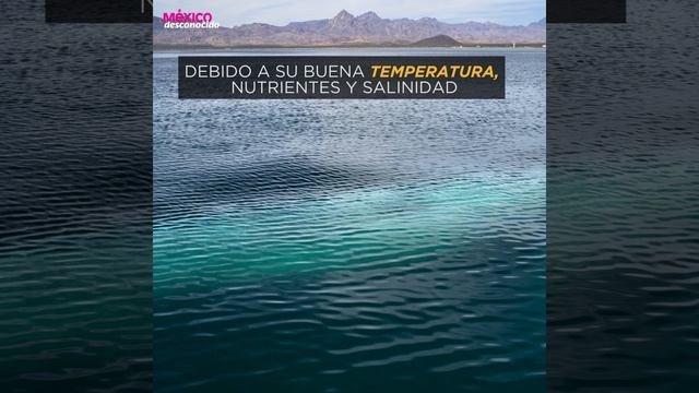 Santuario de la Ballena Gris смотреть онлайн
