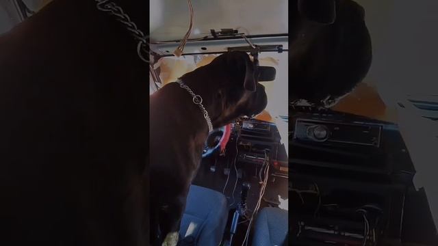 Дорогу покажу, начальник #канекорсо #смешноевидео #большиесобаки #canecorso #bigdog #tiktok