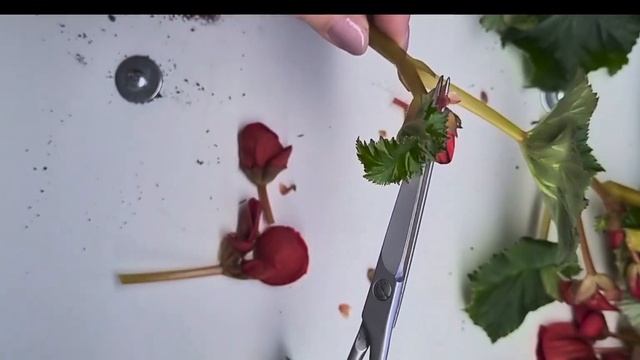 Черенкование и укоренение бегонии Элатиор🌱🌺#цветы#бегонии#черенкование🌱 смотреть онлайн
