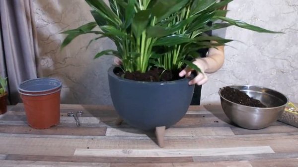 Спатифиллум Сильвер Купидо вариегата (Spathiphyllum Silver Cupido) - в подарок для прекрасных дам!