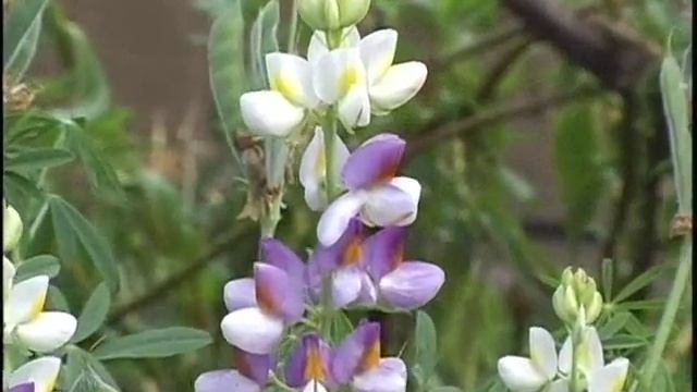 Wildlife in Ethiopia смотреть онлайн