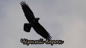 Чёрный ворон