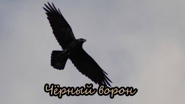 Чёрный ворон