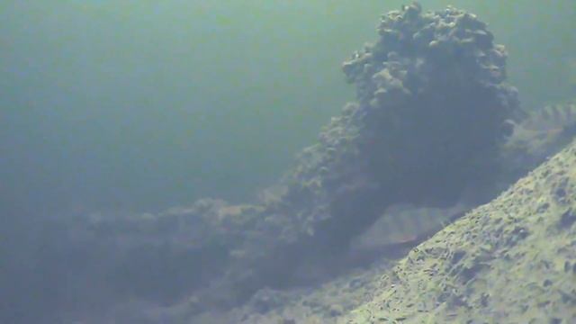 Подводнная камера для рыбалки смотреть онлайн