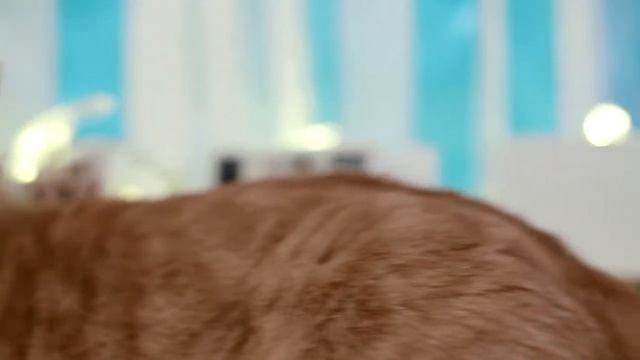 Инстабуки Gramofon смотреть онлайн
