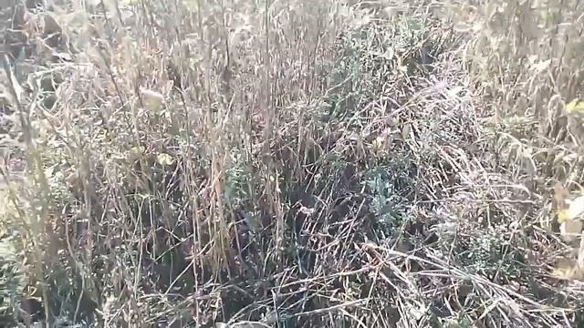 Раундап на лободу смотреть онлайн