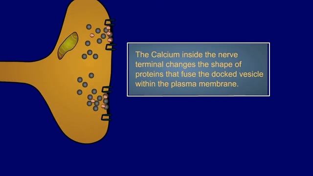 BrainU video: The Synapse смотреть онлайн