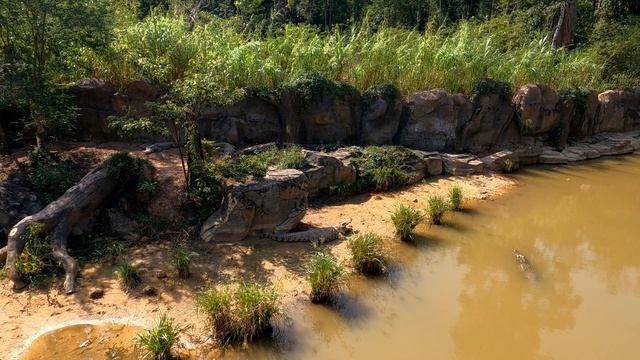 Фукуок/VINPEARL/SAFARI/Обед с жирафами смотреть онлайн