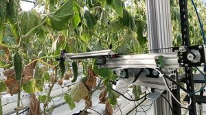 okrobot.ru - Роботизированный сбор огурцов в теплице