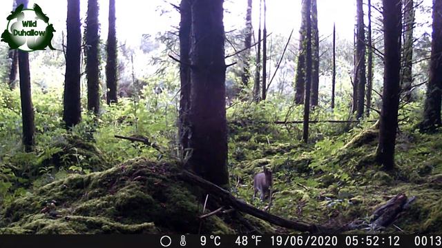 Irish Hare on Mt Hillary смотреть онлайн