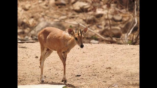 Четырёхрогая антилопа смотреть онлайн