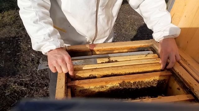 Розбираю зимою гнізда бджіл. Яких проблем очікувати, від такої погоди??? 19.01.2023р. смотреть онлайн
