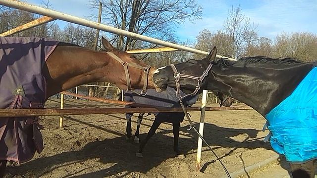 VID_20200325_164428 смотреть онлайн