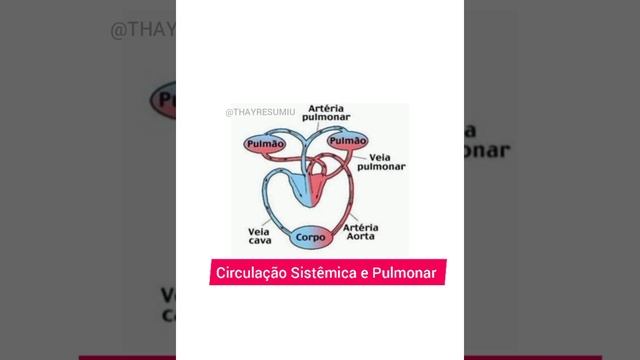 Resumindo em 1 minuto: Sistema Cardiovascular | @Thayresumiu смотреть онлайн